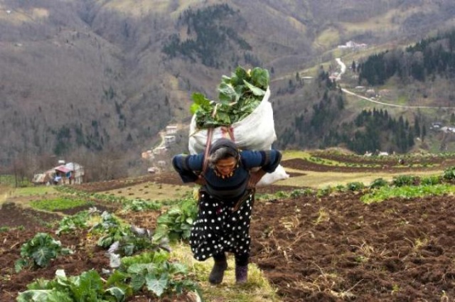Karadeniz'de kadınlar yaz kış demeden çalışıyor 15
