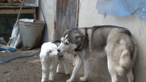 Rize'de görenleri şaşırtan olay - Sibirya kurdu ile yavru keçi... 5