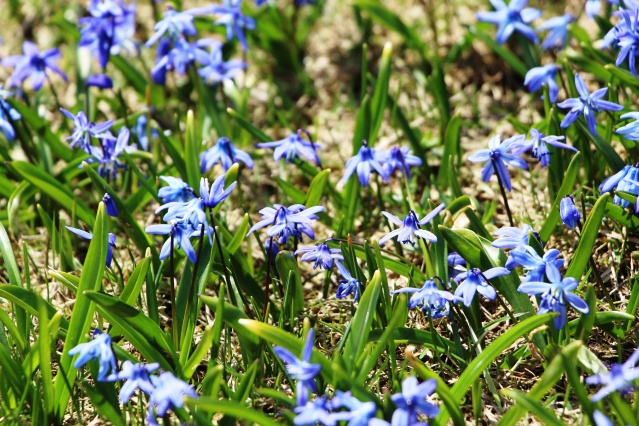 Mor Yayla'nın Mavi Yıldız çiçekleri kendini göstermeye başladı 13