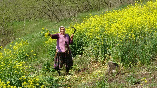 Bahar geldi Karadeniz kadını tarlaya indi 16