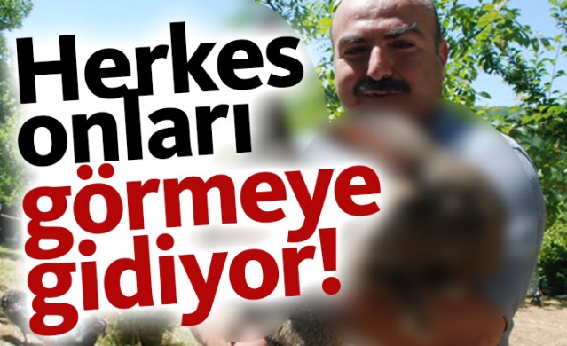 Herkes onları görmeye gidiyor 1