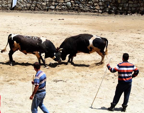 Boğa güreşlerinde onu hakemler bile arenadan uzaklaştıramadı 7