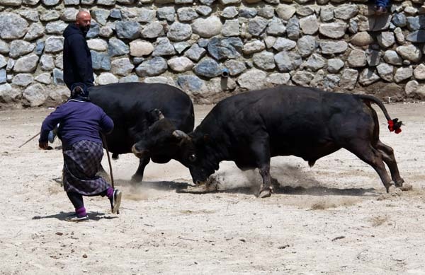 Boğa güreşlerinde onu hakemler bile arenadan uzaklaştıramadı 8