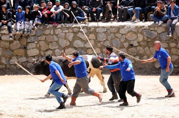 Boğa güreşlerinde onu hakemler bile arenadan uzaklaştıramadı 20