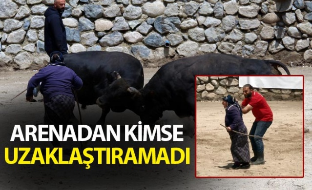 Boğa güreşlerinde onu hakemler bile arenadan uzaklaştıramadı 1