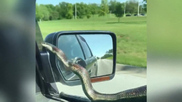 Yolda inanılmaz anlar! Bir anda ortaya çıkan yılan... 1