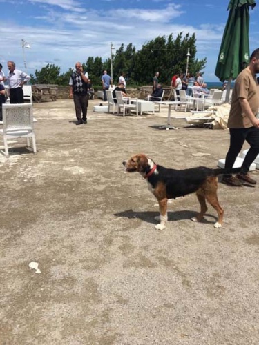 Kayıp öğretmenin köpeği sahilde sahibini bekliyor 5