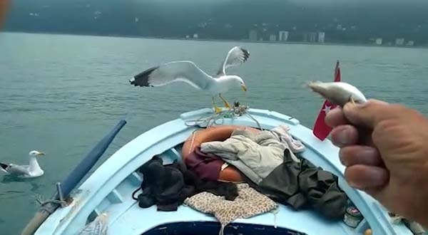 Rizeli balıkçının hayvanlarla dostluğu dikkat çekiyor 4