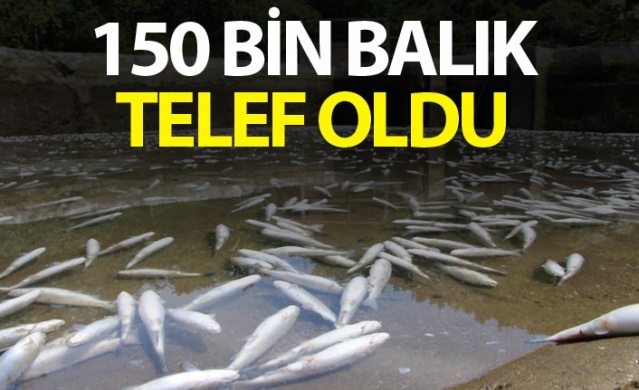 Trabzon'da 150 bin balık telef oldu, 300 bin TL’lik zarar oluştu 1