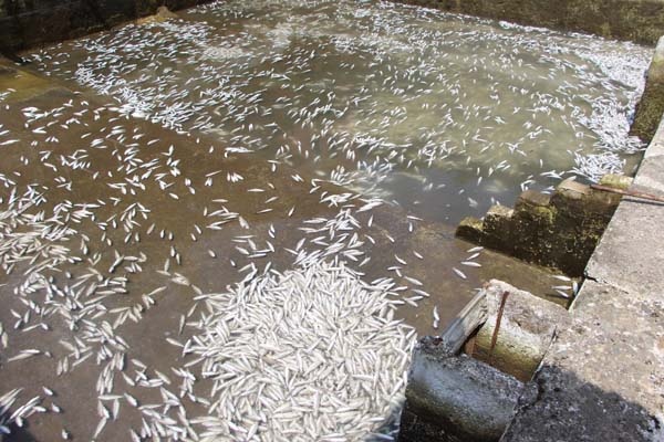 Trabzon'da 150 bin balık telef oldu, 300 bin TL’lik zarar oluştu 8