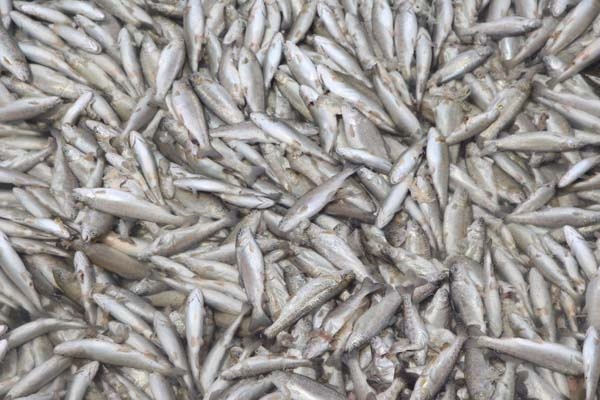 Trabzon'da 150 bin balık telef oldu, 300 bin TL’lik zarar oluştu 13