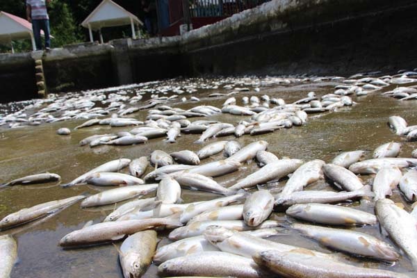 Trabzon'da 150 bin balık telef oldu, 300 bin TL’lik zarar oluştu 5