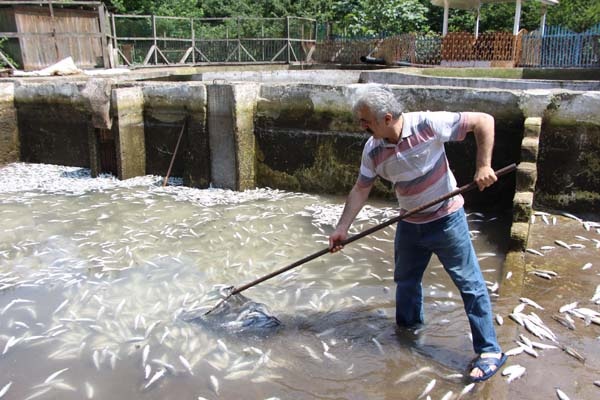 Trabzon'da 150 bin balık telef oldu, 300 bin TL’lik zarar oluştu 18