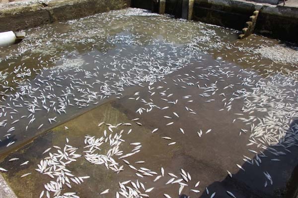 Trabzon'da 150 bin balık telef oldu, 300 bin TL’lik zarar oluştu 12