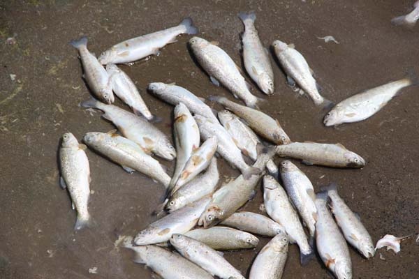 Trabzon'da 150 bin balık telef oldu, 300 bin TL’lik zarar oluştu 3