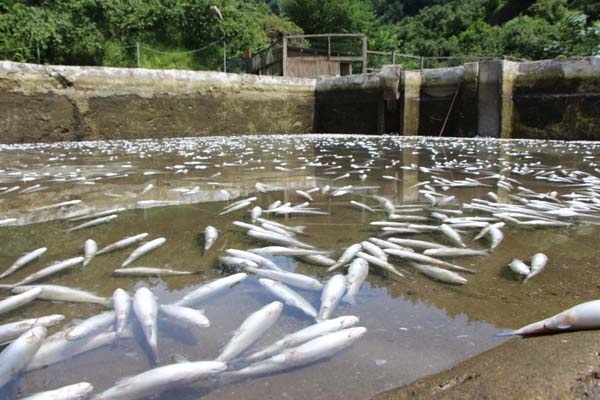 Trabzon'da 150 bin balık telef oldu, 300 bin TL’lik zarar oluştu 15