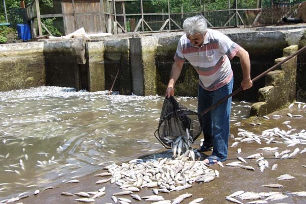Trabzon'da 150 bin balık telef oldu, 300 bin TL’lik zarar oluştu 10