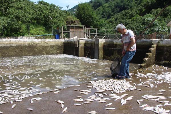 Trabzon'da 150 bin balık telef oldu, 300 bin TL’lik zarar oluştu 9