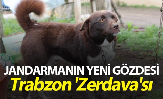 Trabzon'un 'Zerdava'sı jandarmanın yeni gözdesi 1