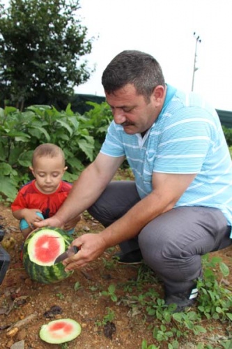 Doğu Karadeniz'de tek - Trabzon'da hasat başladı 14