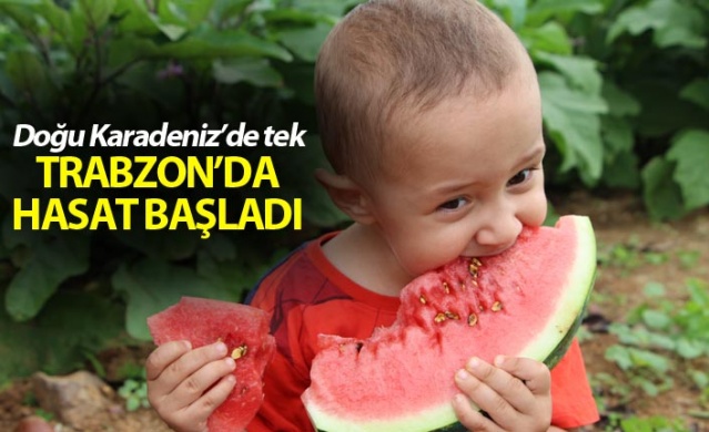Doğu Karadeniz'de tek - Trabzon'da hasat başladı 1