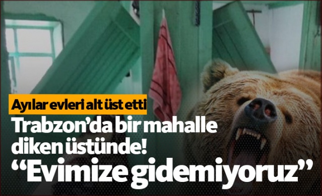 Trabzon'da korkutan ayı saldırıları 1