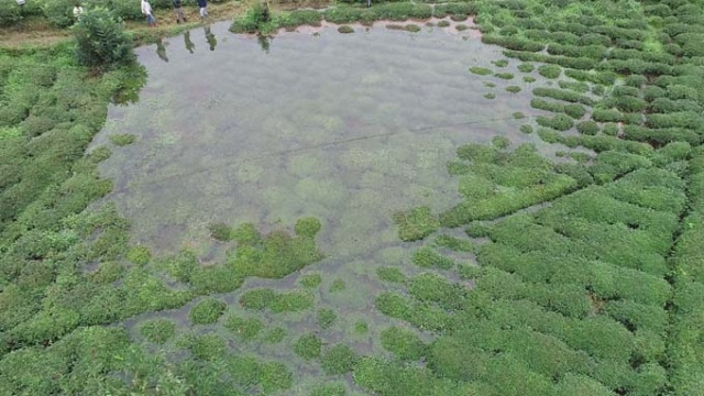 Rize'de iki kişinin inadı çay bahçesini göle döndürdü 6