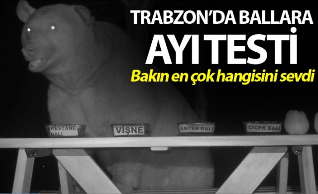 Trabzon'da ballara ayı testi 1