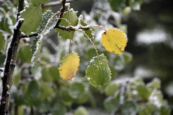 Limni Gölüne sezonun ilk karı yağdı 3