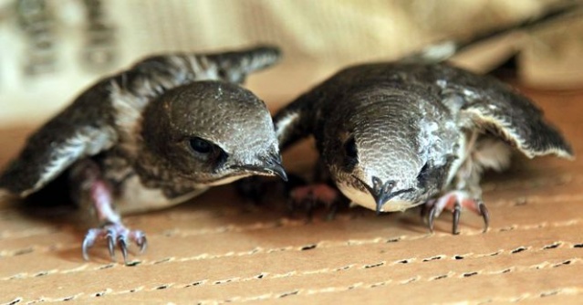 Şırıngayla beslenerek büyütülen ebabil kuşları doğaya salınıyor 6