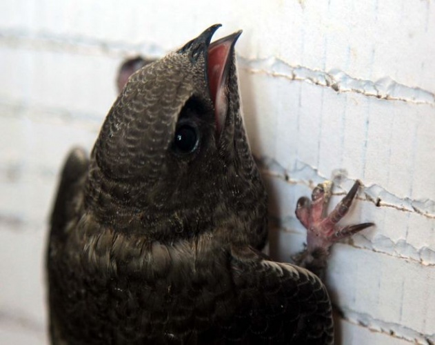 Şırıngayla beslenerek büyütülen ebabil kuşları doğaya salınıyor 7