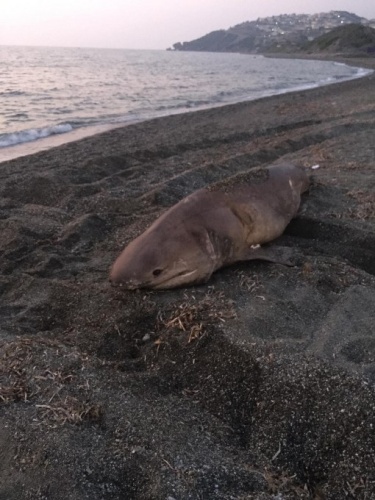 İzmir'de 3 metrelik köpekbalığı karaya vurdu 6