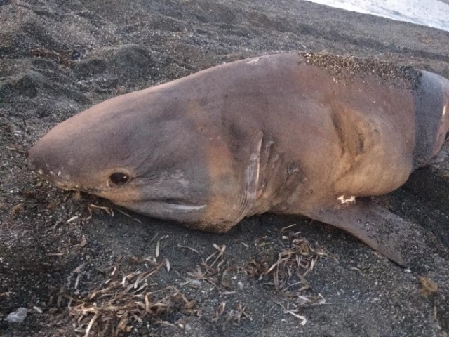 İzmir'de 3 metrelik köpekbalığı karaya vurdu 4