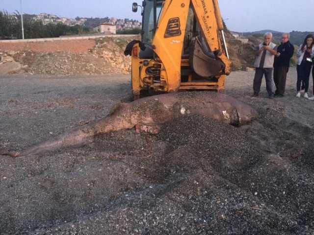 İzmir'de 3 metrelik köpekbalığı karaya vurdu 3