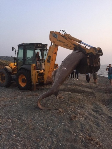 İzmir'de 3 metrelik köpekbalığı karaya vurdu 2