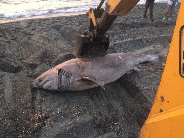 İzmir'de 3 metrelik köpekbalığı karaya vurdu 5