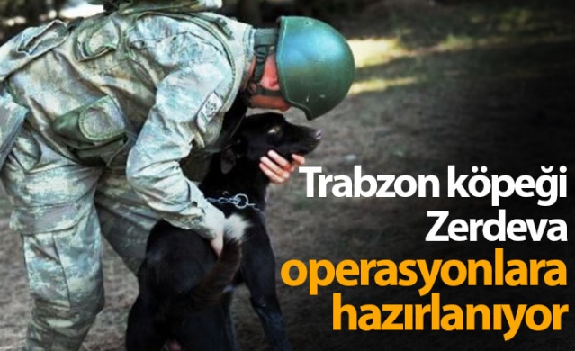 Trabzon köpeği Zerdeva operasyonlara hazırlanıyor 1