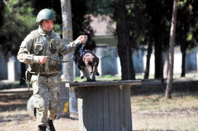 Trabzon köpeği Zerdeva operasyonlara hazırlanıyor 2
