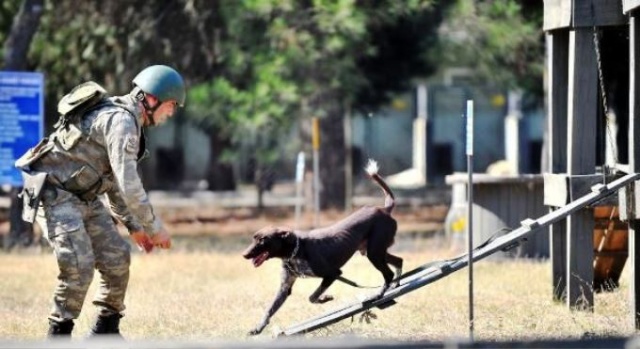 Trabzon köpeği Zerdeva operasyonlara hazırlanıyor 4