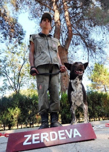 Trabzon köpeği Zerdeva operasyonlara hazırlanıyor 8