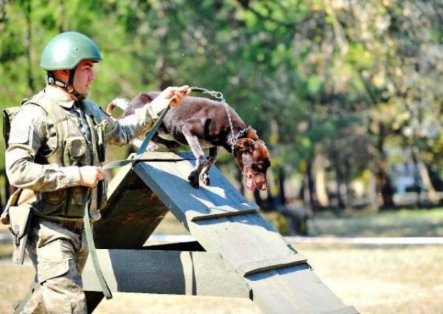 Trabzon köpeği Zerdeva operasyonlara hazırlanıyor 6