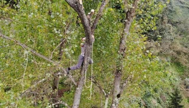 Metrelerce uzunluktaki ağaçlara Tarzan gibi tırmanıyor 3