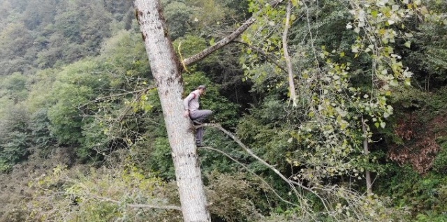Metrelerce uzunluktaki ağaçlara Tarzan gibi tırmanıyor 5
