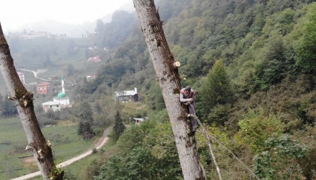 Metrelerce uzunluktaki ağaçlara Tarzan gibi tırmanıyor 2