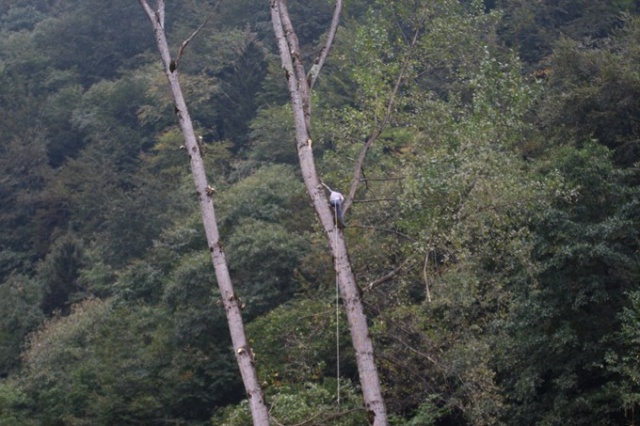 Metrelerce uzunluktaki ağaçlara Tarzan gibi tırmanıyor 6