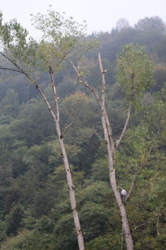 Metrelerce uzunluktaki ağaçlara Tarzan gibi tırmanıyor 19