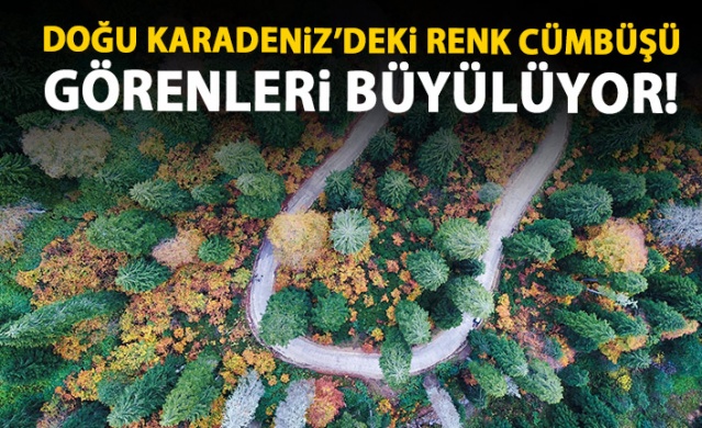 Karadeniz'de doğal ağaç müzesi büyülüyor 1