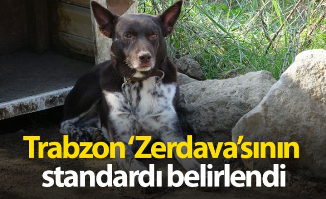 Trabzon ‘Zerdava’sının standardı belirlendi 1