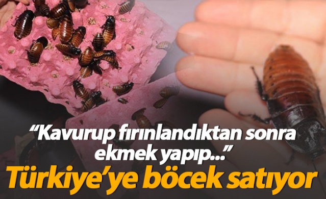 Türkiye'ye böcek satıyor 1
