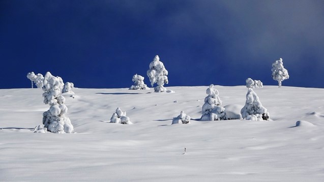 Trabzon yaylalarında kar manzaraları 1